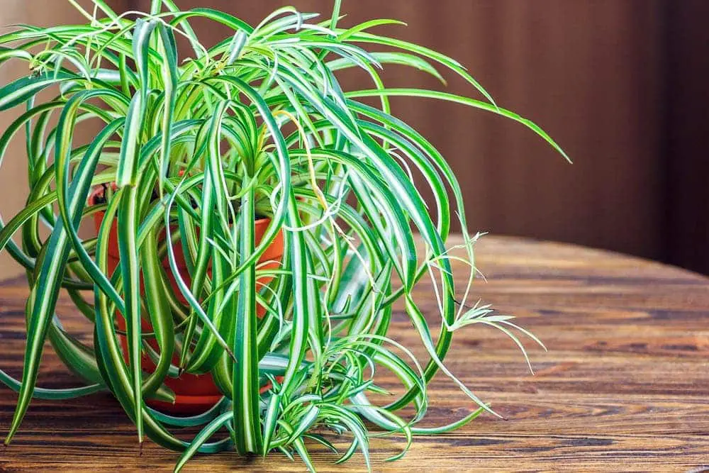 Spider Plant 1 Spider Plant 1