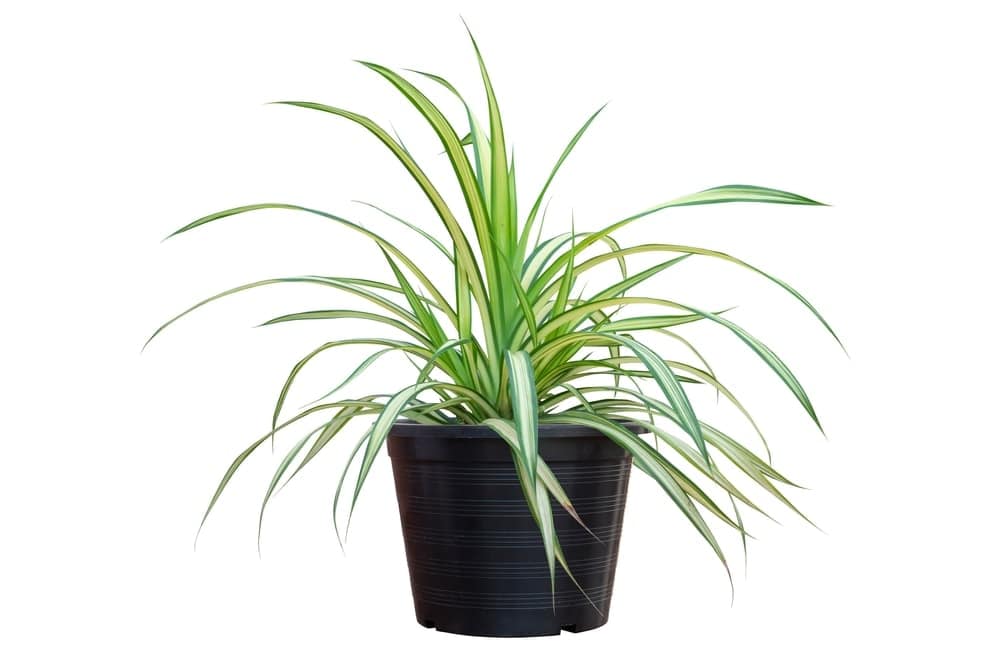 Spider Plant 2 Spider Plant 2