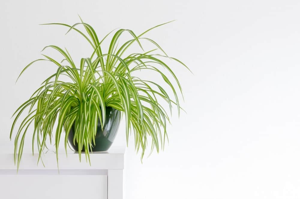 Spider Plant Spider Plant