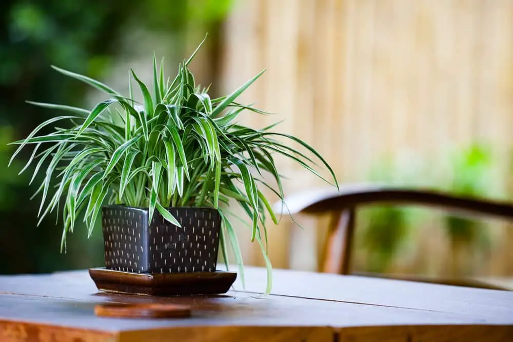 Spider Plants Spider Plants