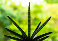 Starfish Sansevieria Plant Care & Growing Guide