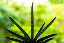 Starfish Sansevieria Plant Care & Growing Guide