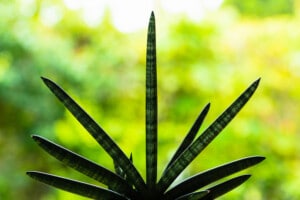 Starfish Sansevieria: Plant Care & Growing Guide