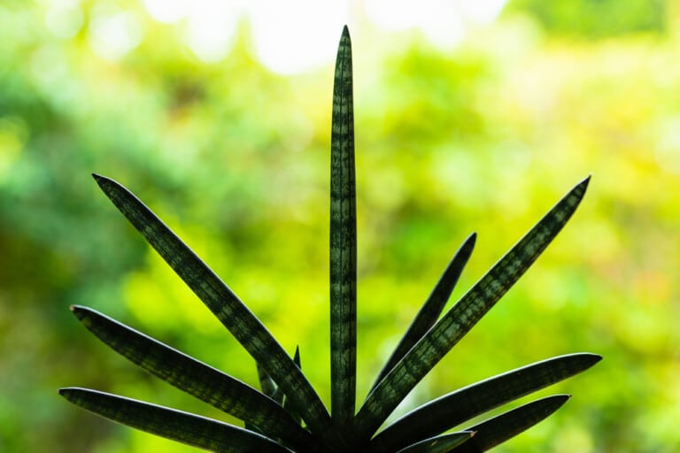Starfish sansevieria plant care growing guide 1