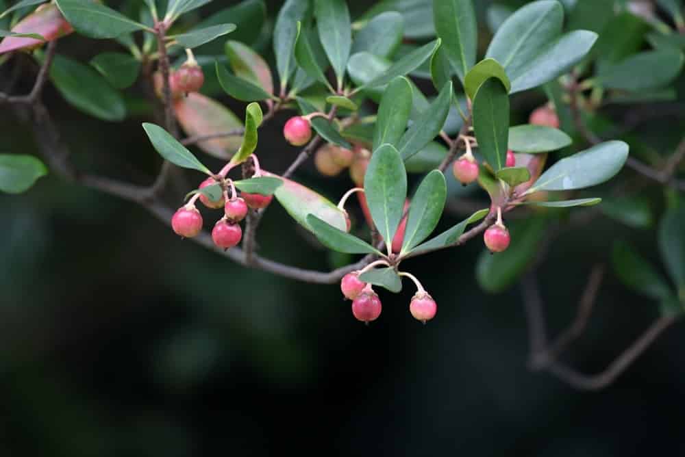 Ternstroemia gymnanthera