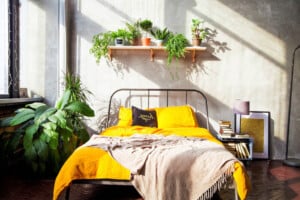 10 Best Indoor Houseplants for the Bedroom