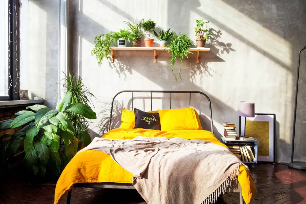 The Best Indoor Houseplants for the Bedroom e1602990225928