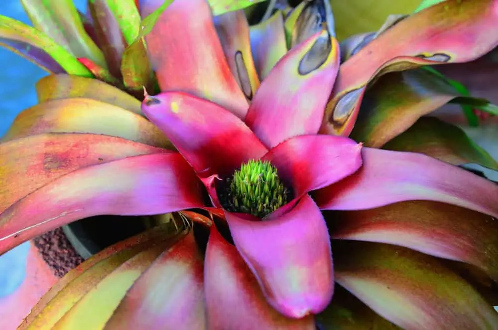 Urn Plant Urn Plant