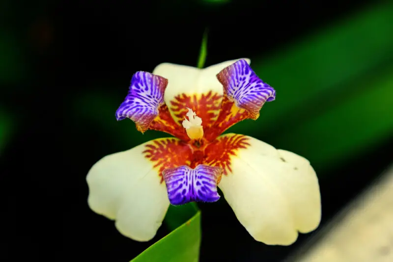 Walking Iris Plant Care & Growing Guide