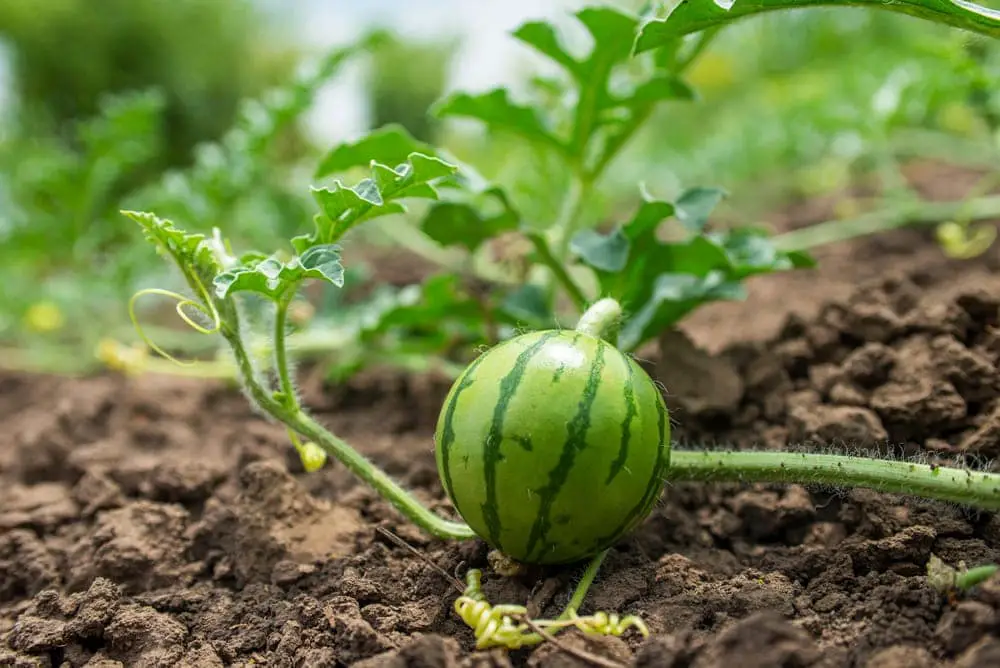 Watermelon plant