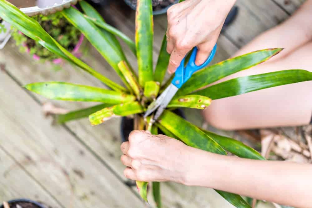 Yellow Dracaena leafs