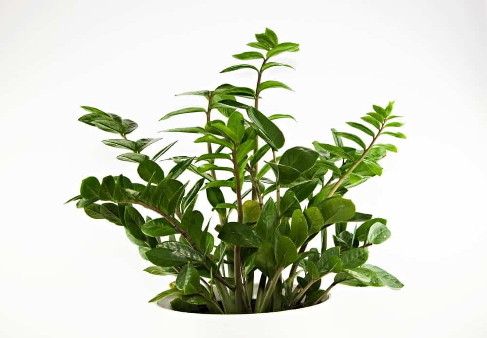 ZZ Plant 2 ZZ Plant 2