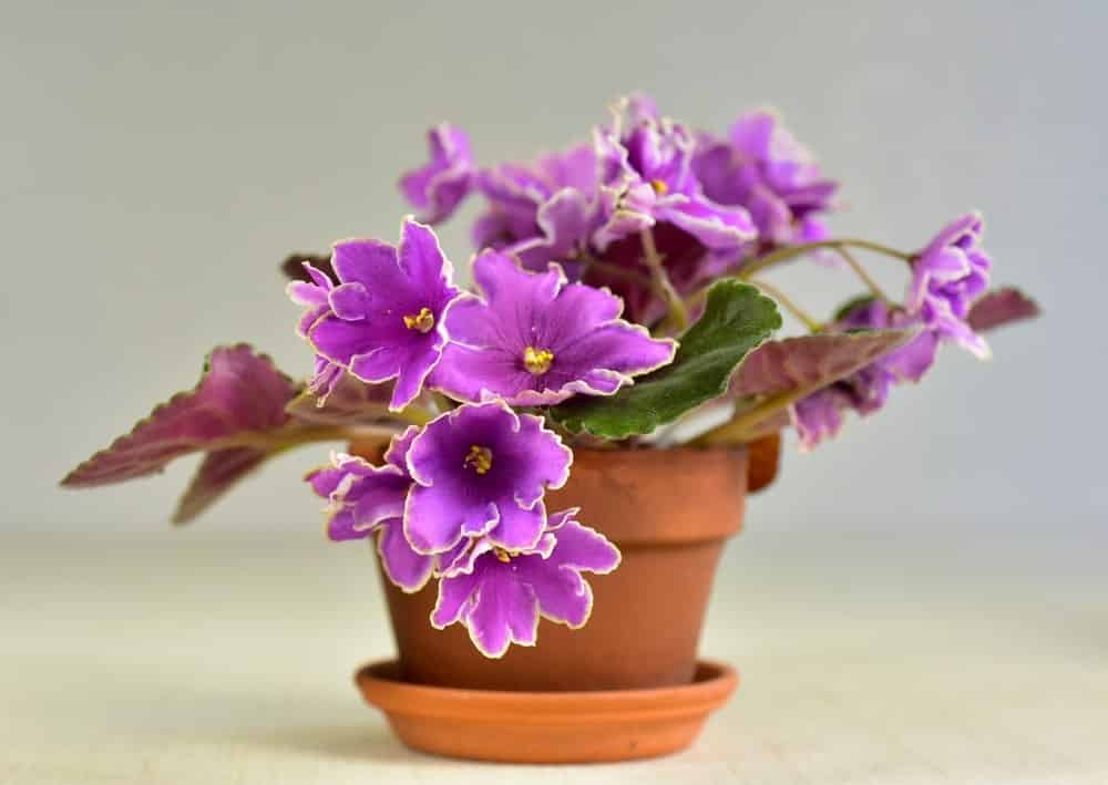 african violet