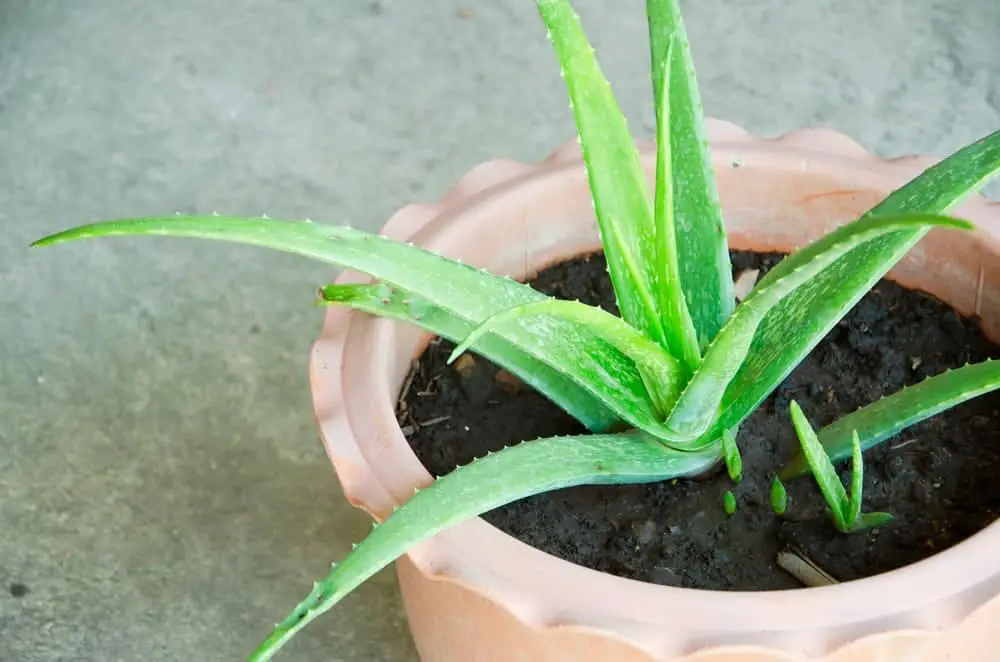 aloe vera aloe vera