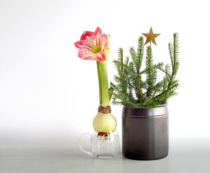 amaryllis water