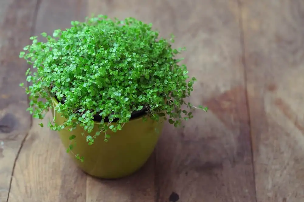 baby tears plant care Growing guide