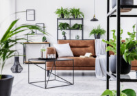 10 Best Plants for Apartments