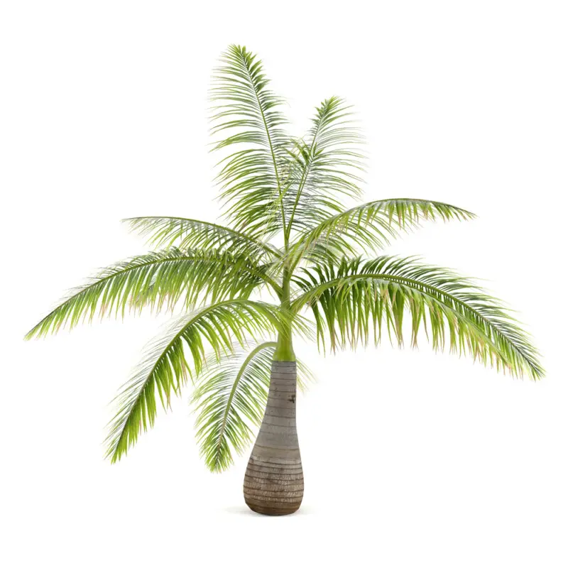 Bottle Palm Care & Growing Guide