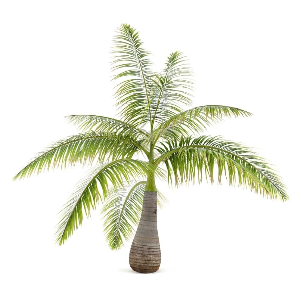 bottle palm care growing guide