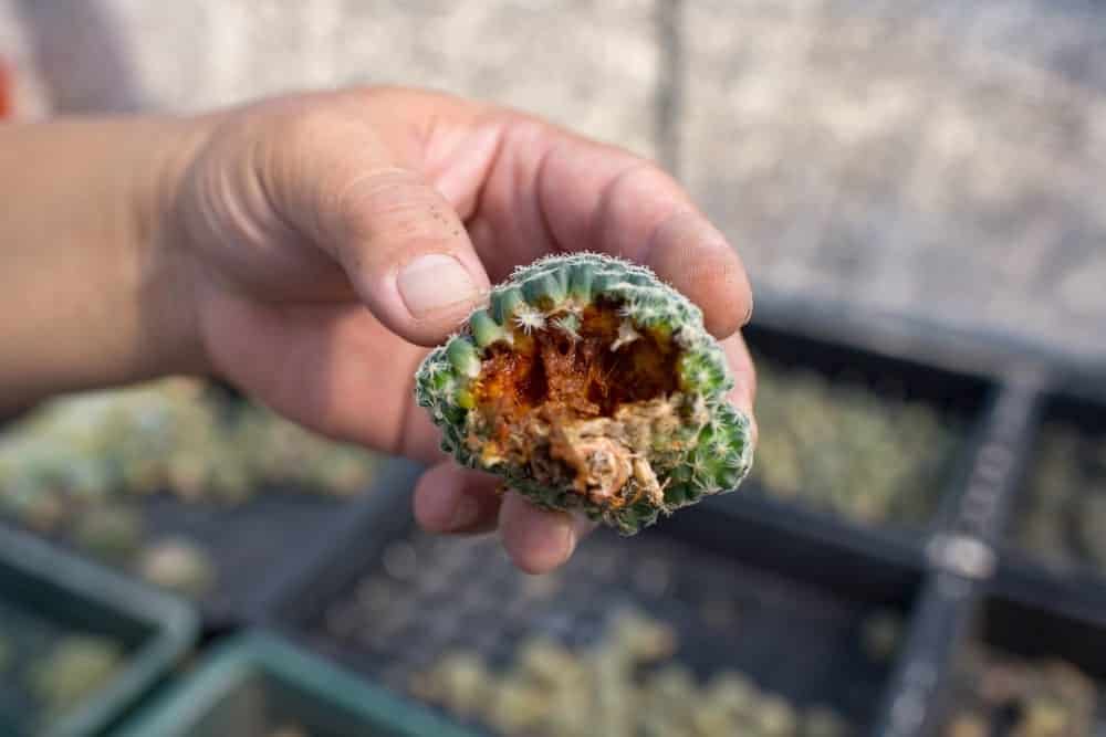 cactus rot cactus rot