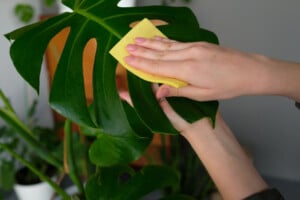 How to Clean Your Houseplants