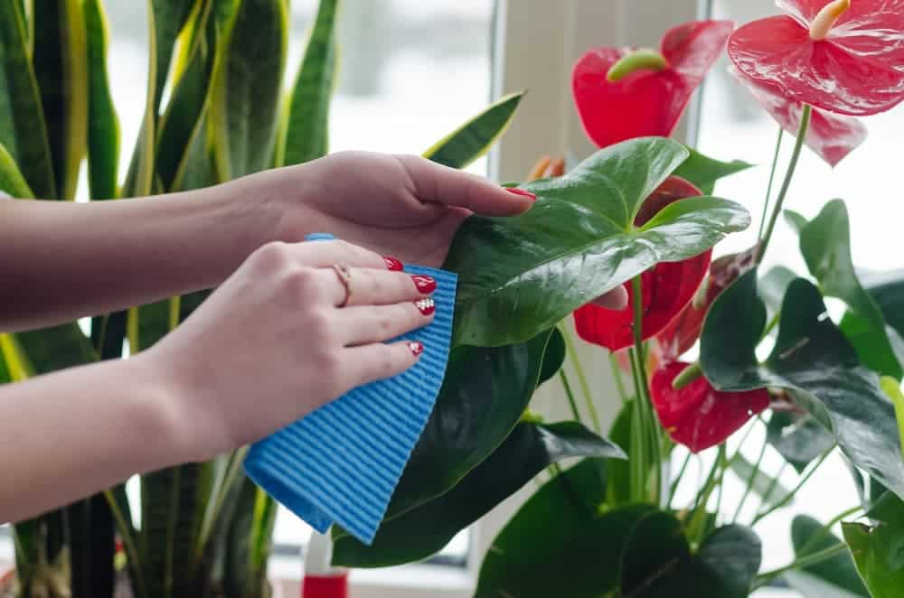 cleaning plant cleaning plant