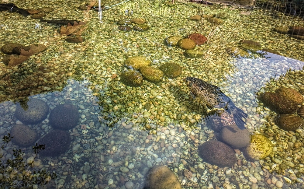clear pond water