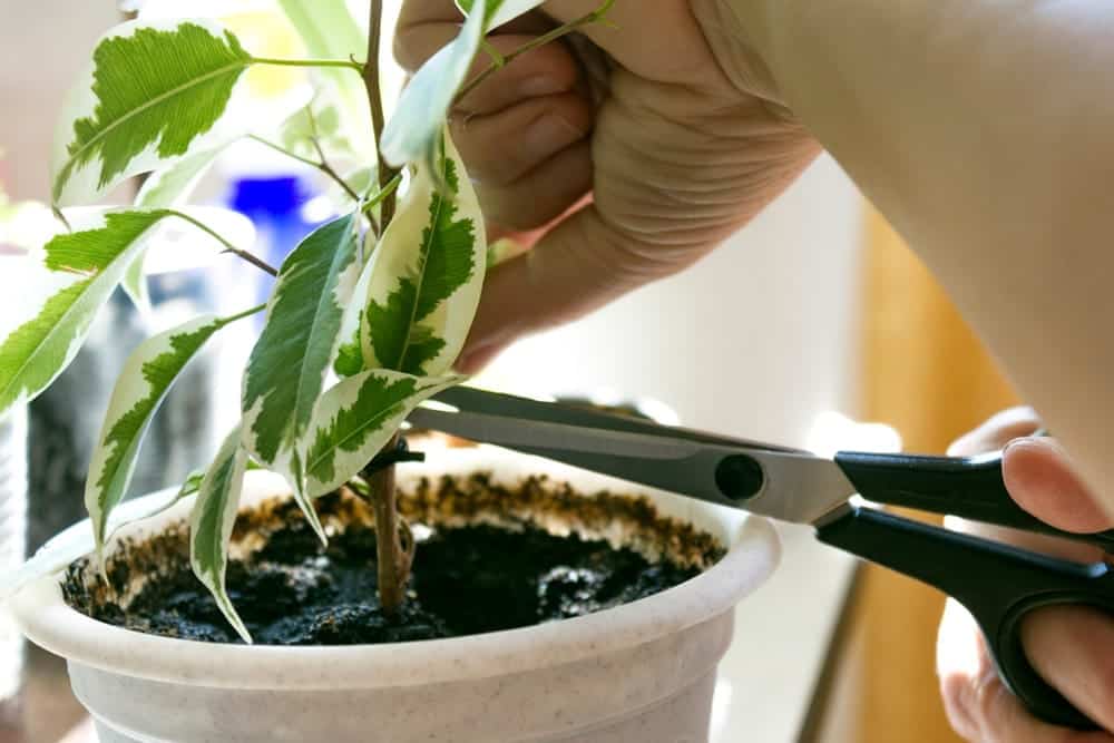 cutting plant in a pot