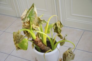 8 Mistakes That Can Kill Your Houseplants