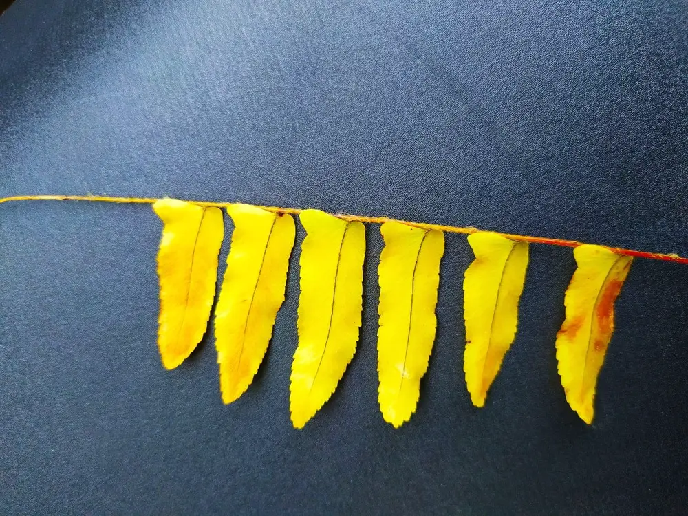 dry fern leaves