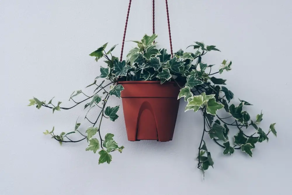 english ivy english ivy
