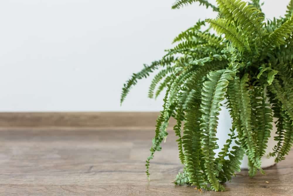 fern in a pot fern in a pot
