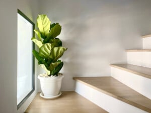 fiddle leaf plant
