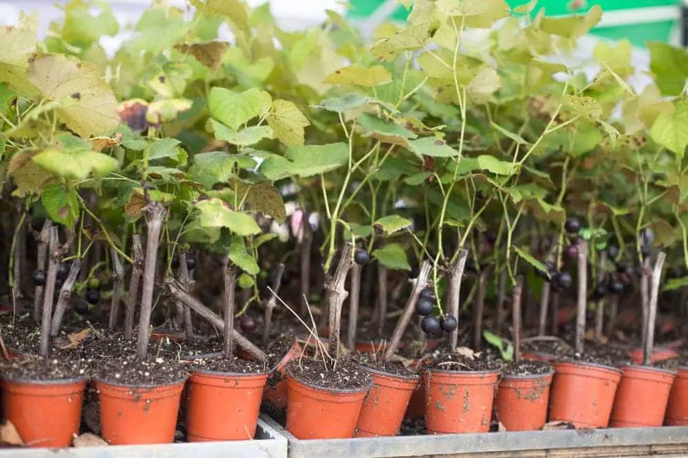 grapes in pots grapes in pots