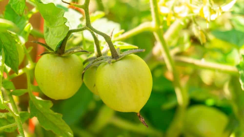 green tomatoes