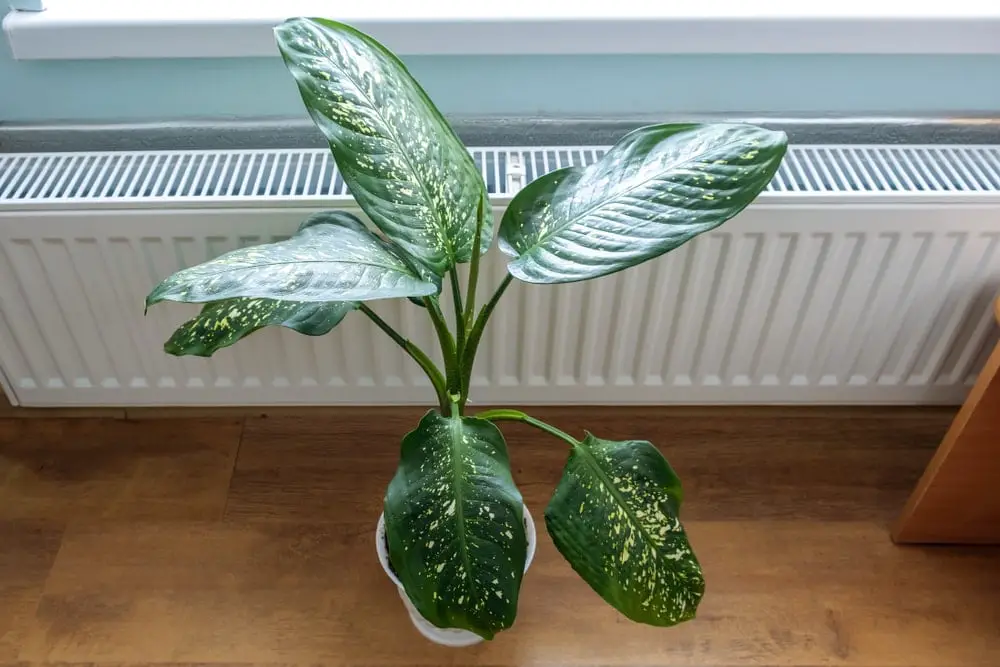 heating houseplant