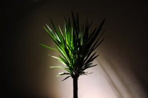 houseplant in dark
