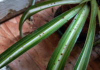 How to Identify & Control Houseplant Pests