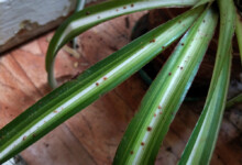 How to Identify & Control Houseplant Pests