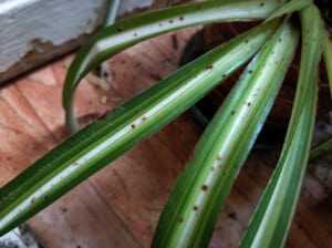 houseplant pest