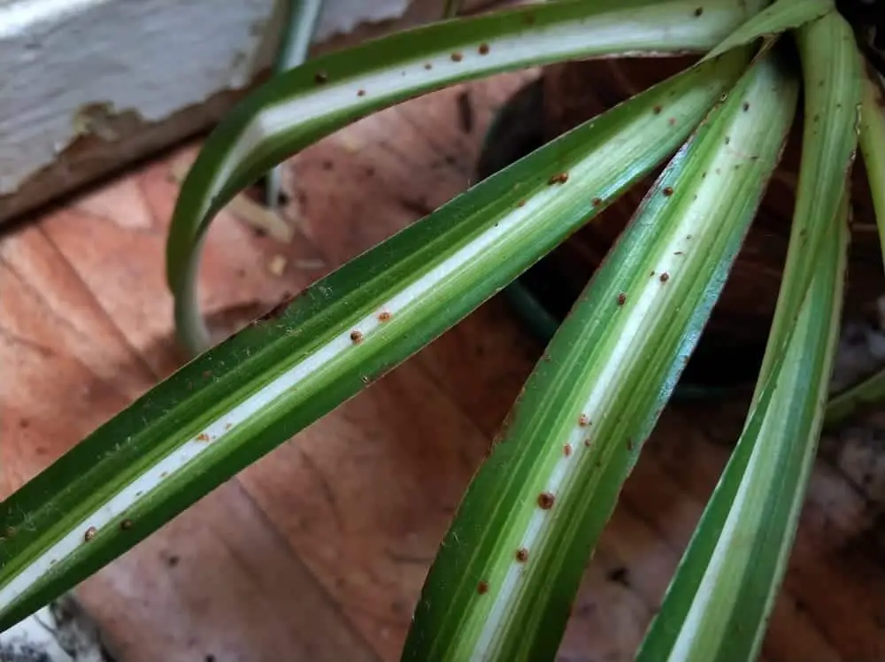 How to Identify & Control Houseplant Pests