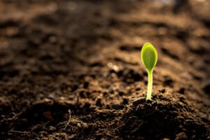 How to Choose the Best Soil & Fertilizer for Indoor Plants
