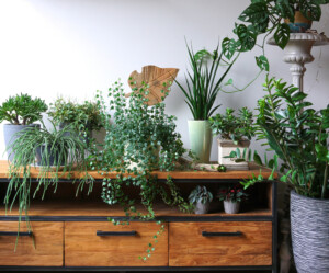 Top 10 Indoor & House Plant Care Tips