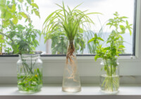 How to Grow Houseplants in Water