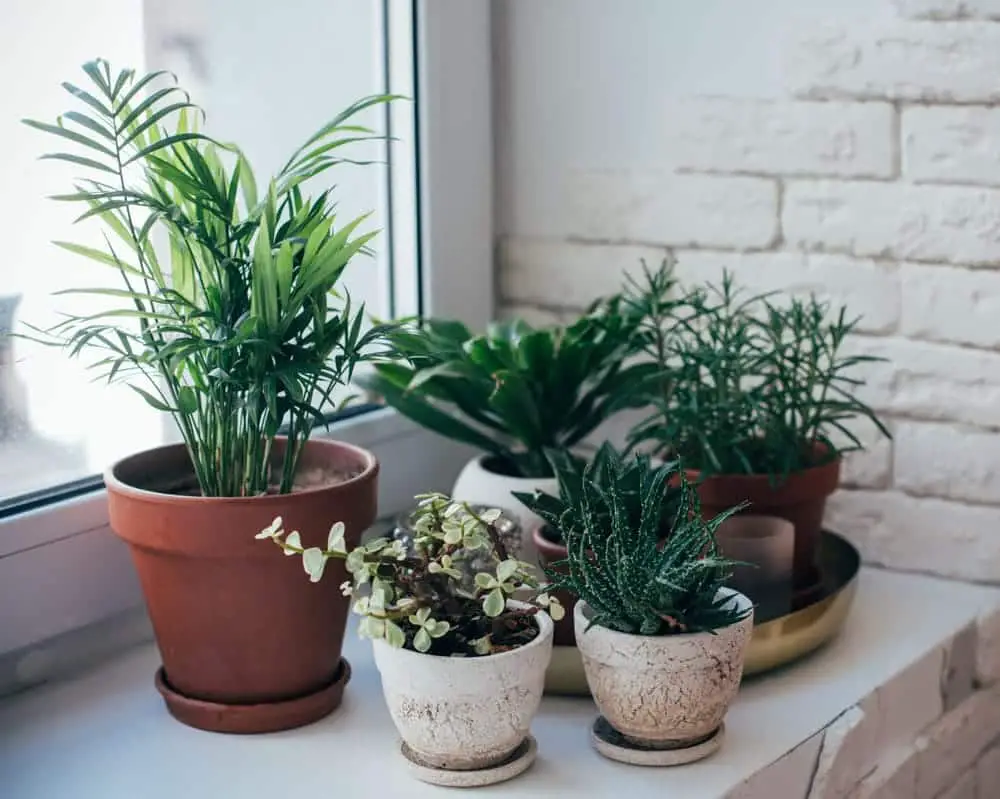houseplants houseplants