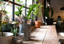 11 Benefits of Having Houseplants in Your Home