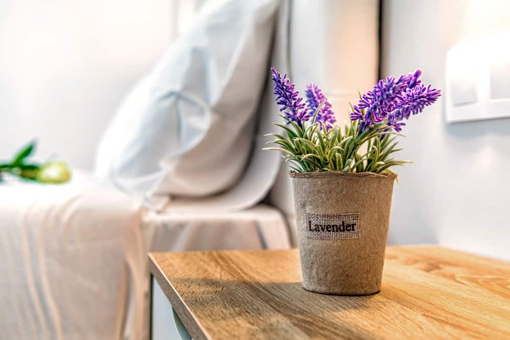 lavander lavander