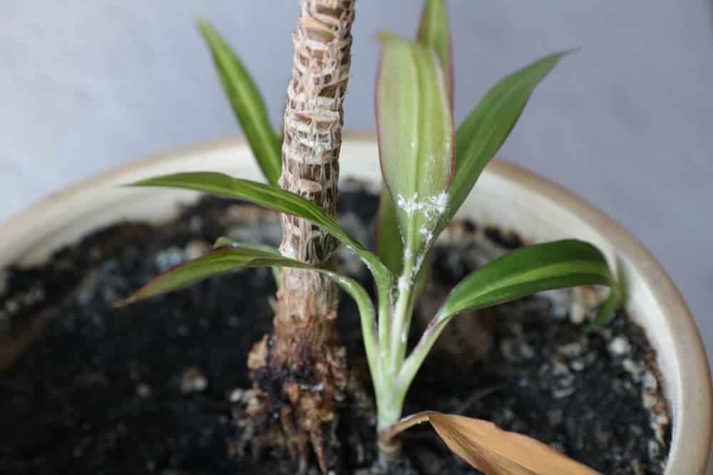 mealybugs on plant