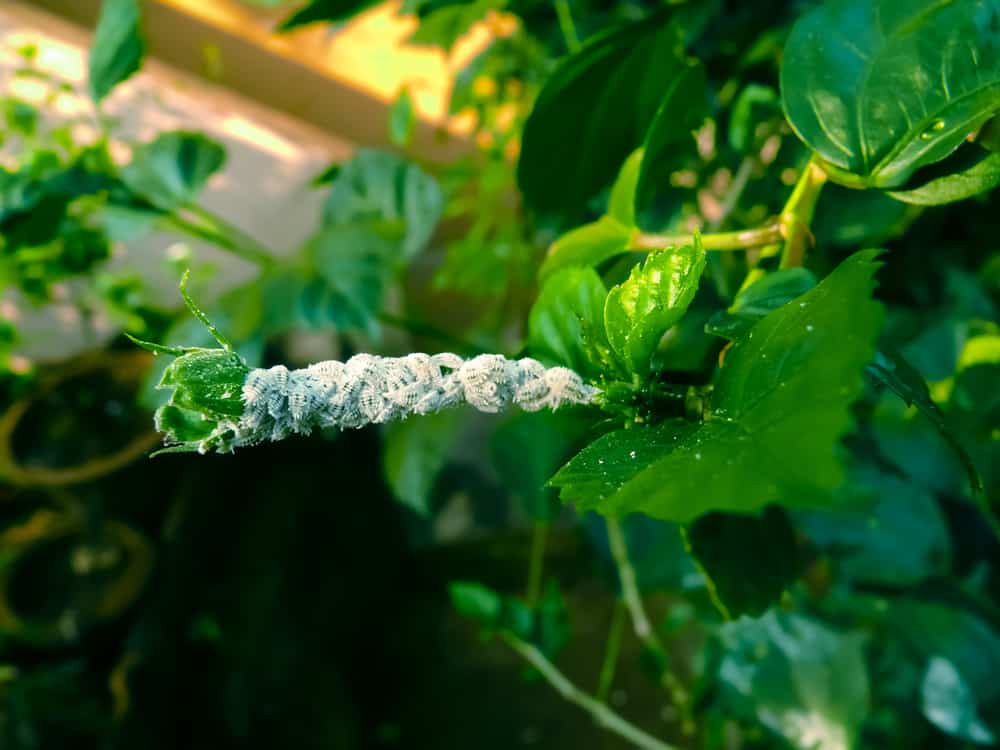 mealybugs mealybugs