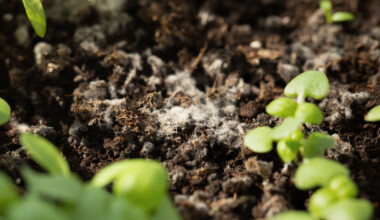 stop mold on seedlings stop mold on seedlings